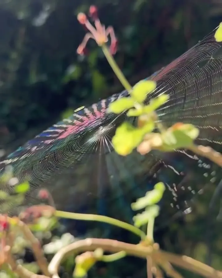 Un fiore fragile in controluce, primo fotogramma del video